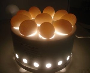 Проверка яиц